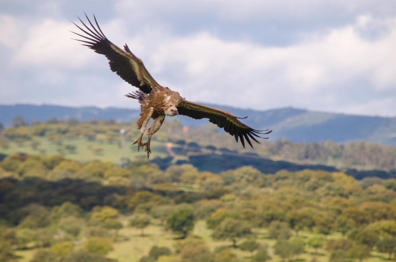 Alojamiento La Canada Monfrague Torrejón el Rubio Exteriör bild